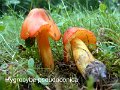 Hygrocybe pseudoconica-amf959